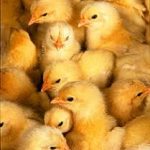 بهداشت و بیماریهای طیور